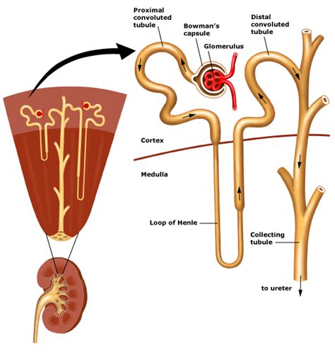 qing's biology blog: 2.70 Nephron Structure