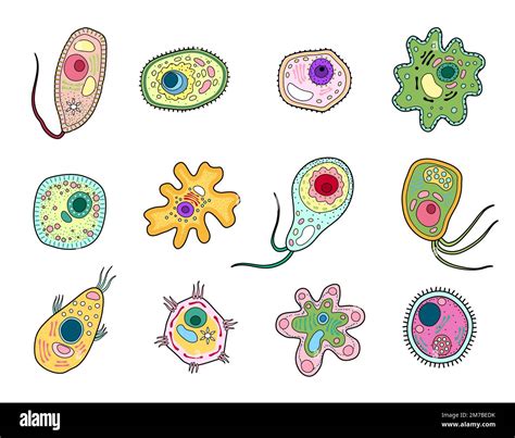 Protista, protozoa or amoeba microorganism, ameba cells and unicellular organism, vector ...