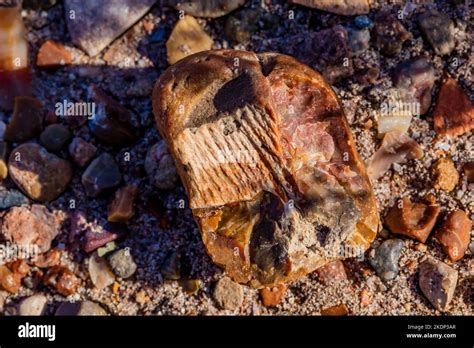 Other fossils with petrified wood in Jasper Forest in Petrified Forest National Park, Arizona ...