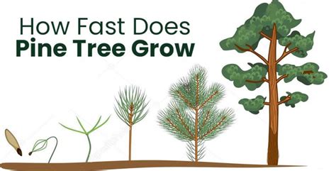 How Fast Does Pine Tree Grow Based on Its Variety? - EmbraceGardening