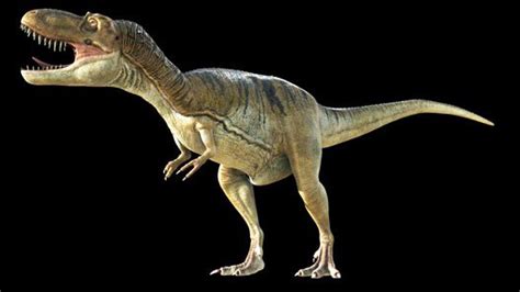 Dinosaur - Albertosaurus sarcophagus - The Australian Museum