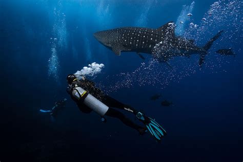 Scuba Diving in Costa Rica and Cocos Island