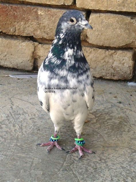 Pigeons Photos | Pigeons Care | Pigeons For Sale | Kabootar Baaz | Pakistani Tipplers: Kabootar