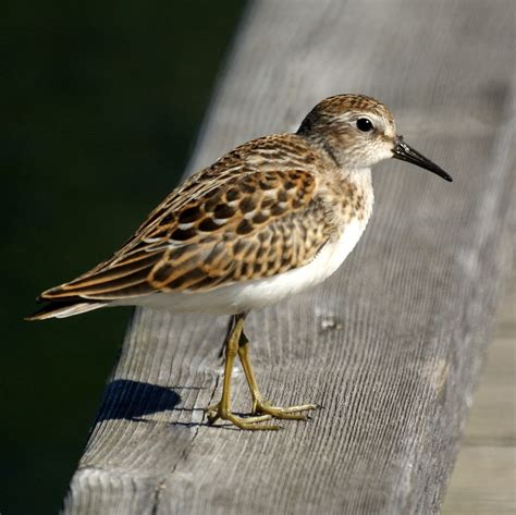 Birds of Oahu - Birds of Oahu