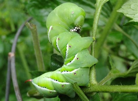 The Life Cycle of the Tomato Hornworm - Lifespan & How to Control - RayaGarden