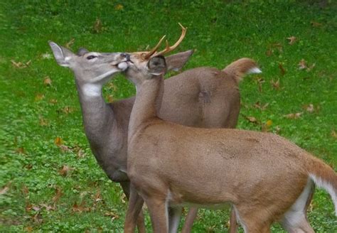 Is that Antlered Doe Really an Antlered Doe? – Shootingtime.com