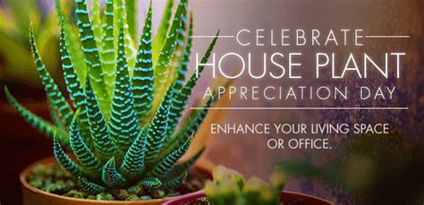 How to Celebrate Houseplant Appreciation Day - Julia's Florist