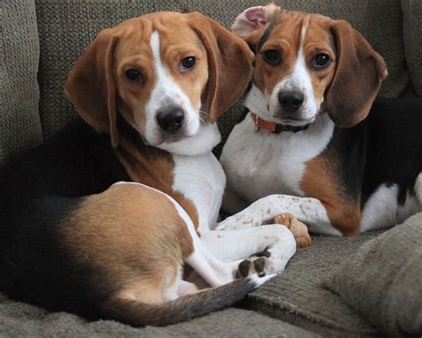 Say that again...I didn't hear you the first 10 times... | Beagle puppy, Beagle breeds, Baby beagle