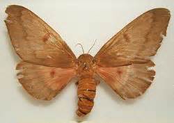 Pine Devil Moth #Citheronia sepulcralis