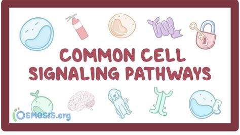 Understanding Cell Signaling: A Comprehensive Guide