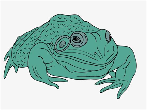 Toad Vector at Vectorified.com | Collection of Toad Vector free for personal use