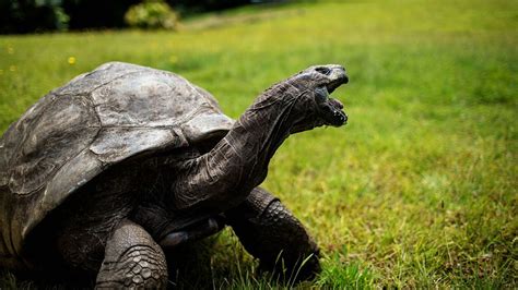 Jonathan the Tortoise: World’s oldest living land animal celebrates ...