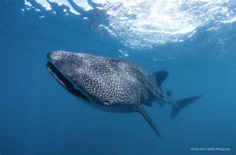 LOOK: 1st sighting of 26 new whale sharks in Donsol, Sorsogon - GoodNewsPilipinas.com