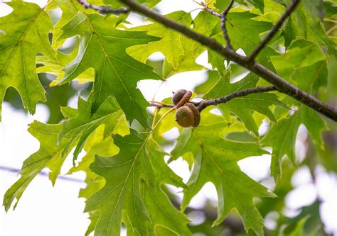 Oak Tree Sapling Identification