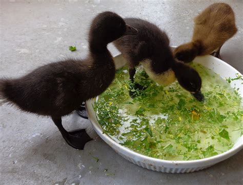 Basic Duckling Care - Raising Healthy Happy Ducks | Duckling care, Chickens backyard, Backyard ducks