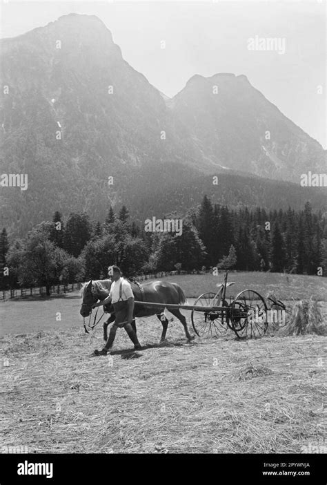 A farmer leads a horse that drags a hay rake behind him Stock Photo - Alamy