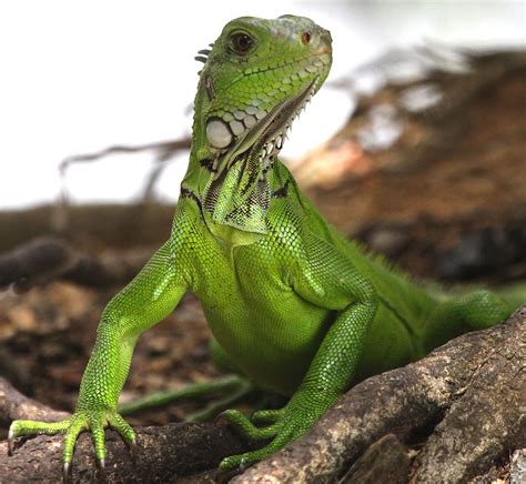 Green Iguana in Trinidad and Tobago | Reptiles | Pinterest | Green iguana, Trinidad and Animal