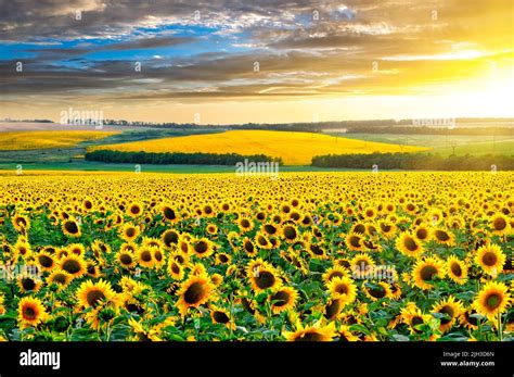 Endless sunflower fields to the horizon. Sunflower harvest at sunset ...