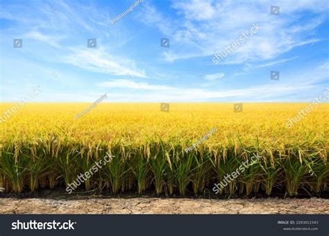 498,710 Paddy Field Images, Stock Photos, 3D objects, & Vectors | Shutterstock