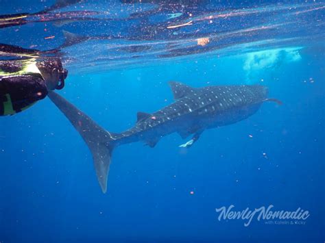 Swimming with Whale Sharks in Mexico | NewlyNomadic.com | Our Stories ...