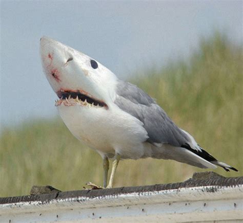 By: Beckett: GENIUS: Best pictures of animals mixed with sharks