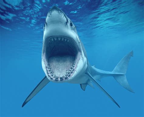 Jaws great white shark photo and wallpaper. Cute Jaws great white shark pictures