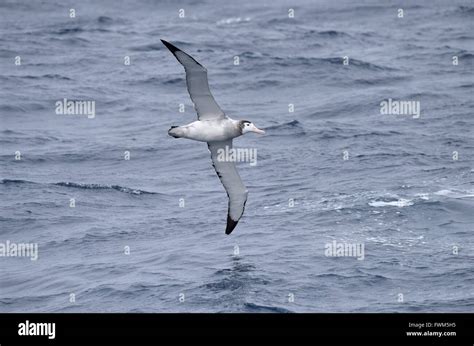 Antipodean albatross hi-res stock photography and images - Alamy