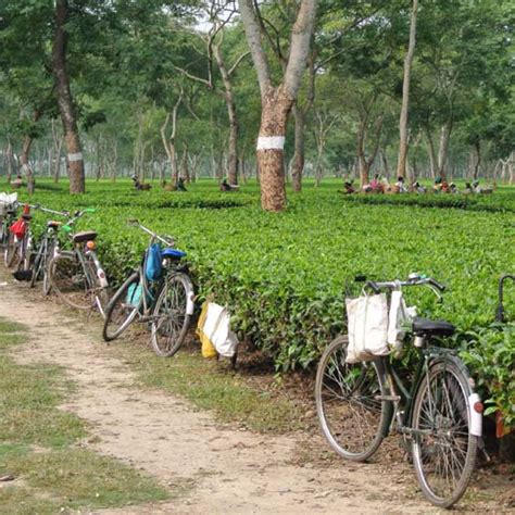 Improving conditions in tea plantations in Assam - Fairtrade