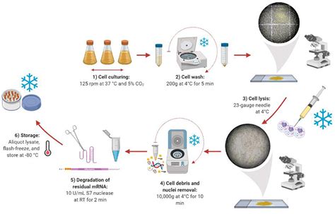 Frontiers | Design, Development and Optimization of a Functional Mammalian Cell-Free Protein ...