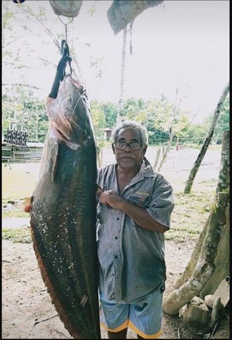 sajaheboh.com - Ikan Tapah 40 Kilogram Menjadi Rezeki Ramadan! - SAJA HEBOH