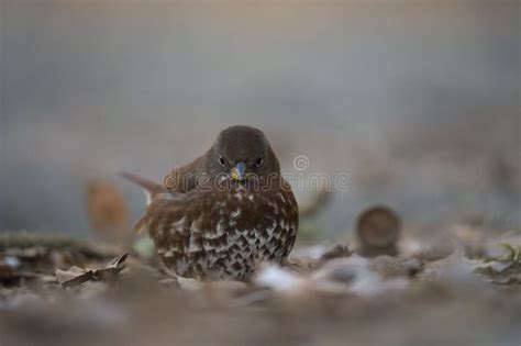 Fox Sparrow Feeding on the Ground Stock Image - Image of nature, cherry ...