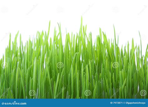 Green Grass on White Background Stock Image - Image of green, front ...