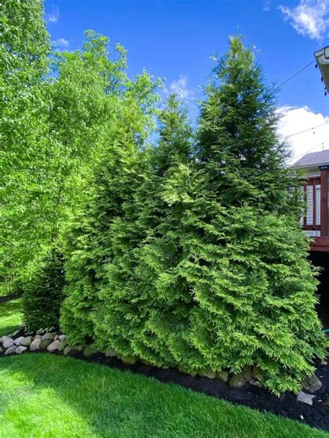 Fast Growing Privacy Trees & Tips For Planting Evergreens