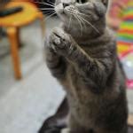 Begging Cat Meme Generator - Imgflip