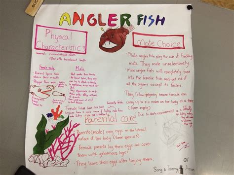 Angler fish mating behavior - Anon's portforlio