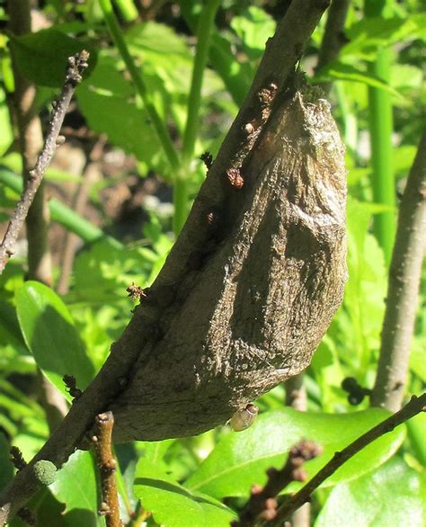 Cocoon of a Hyalophora cecropia moth | Cecropia moth, Botanical gardens ...