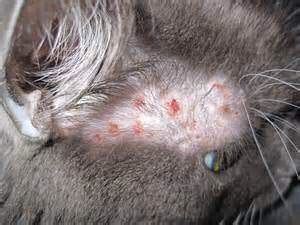 Cat Allergy Symptoms In Cats