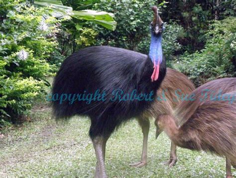 Ella Bay Forever: Cassowary Chicks Lose Their Father…Reports the ...