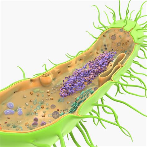 Prokaryotic cell ribosomes model | 1149003 | TurboSquid