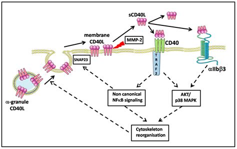 IJMS | Free Full-Text | The Signaling Role of CD40 Ligand in Platelet Biology and in Platelet ...