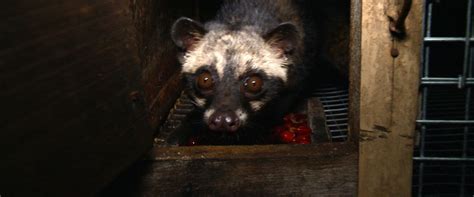 Civet Cat Poop Coffee, the World's Most Expensive, Brews Up Animal ...