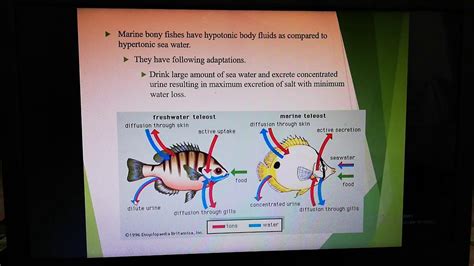 Biology | Osmoregulation 02 | Lecture 3 - YouTube