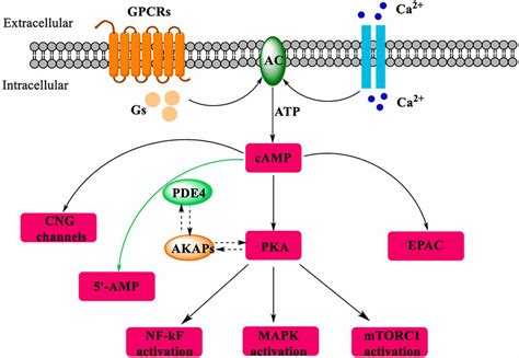 What are Phosphodiesterase Inhibitors? - BOC Sciences