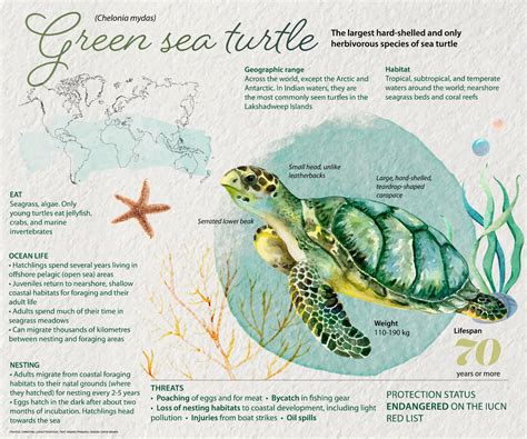 Green Sea Turtle: Facts, Habitat, Ocean Life | RoundGlass | Sustain