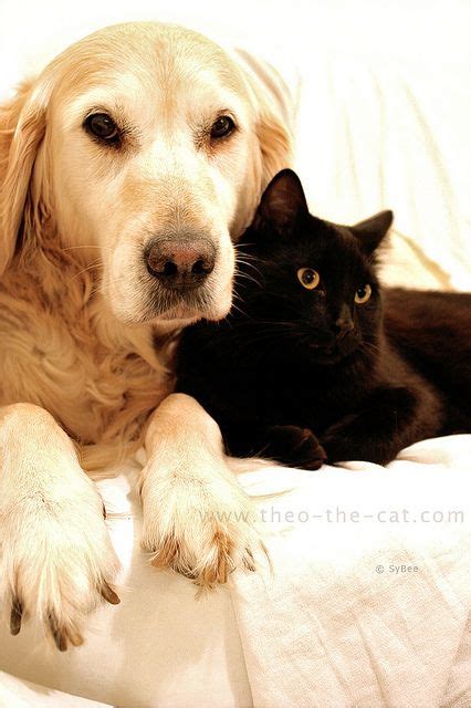 Best friends in the world - Les meilleurs amis du monde | Golden retriever, Animals beautiful ...