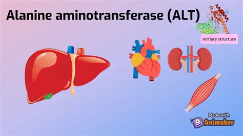 ALANINE AMINOTRANSFERASE - animation - YouTube