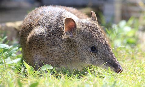 Bandicoots - City of Cockburn