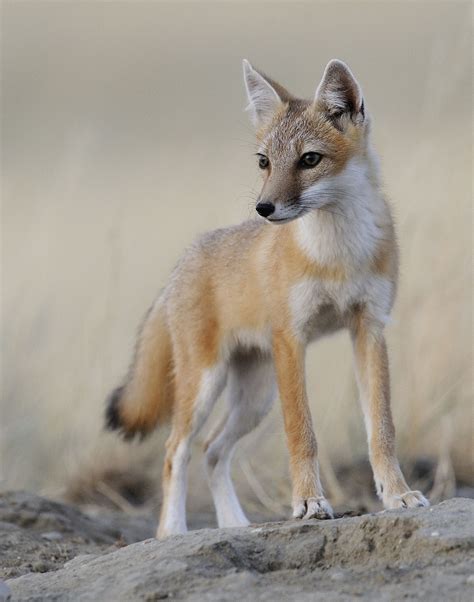 swift fox - Nature Alberta