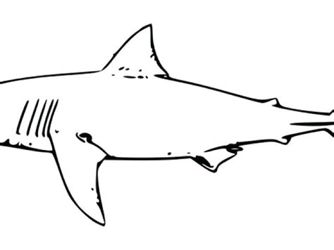 Shark Outline Drawing | Free download on ClipArtMag