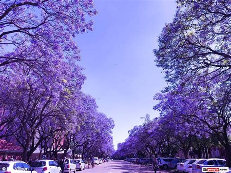 Jacaranda Tree Photos: Purple and White Blossoms in ‘Jacaranda City’, Pretoria, South Africa